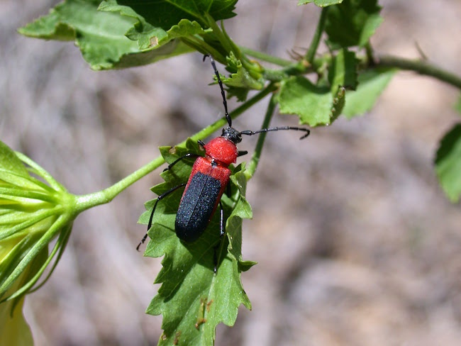 Decorative chapter image showing a milkweek beetle on a plant.