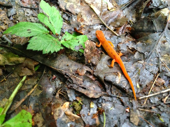 Decorative chapter image showing an orange newt on the forest floor.