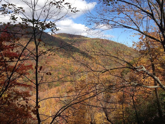 Decorative chapter image showing forested hillside in the autumn.