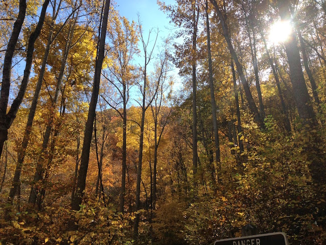 Decorative chapter image showing a termpreate forest in Virginia during the fall with golden leaves.