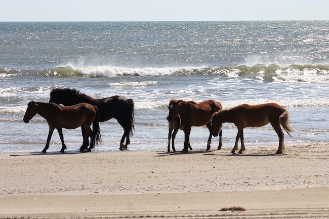 Decorative chapter image showing several wild horses on the beach in coastal North Carolina.