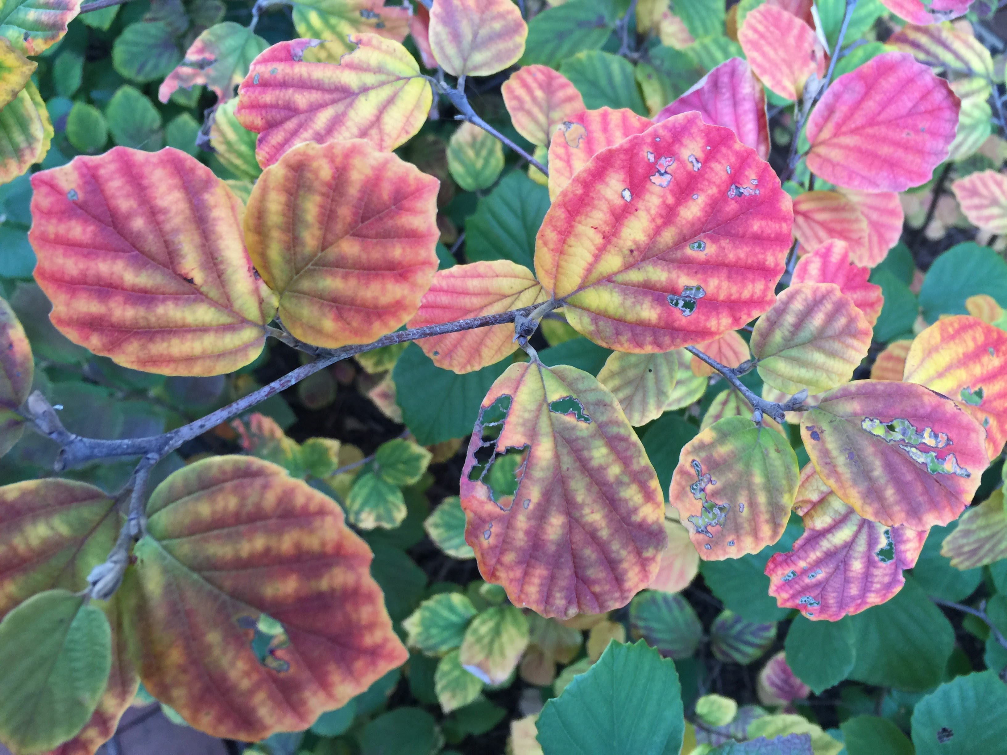Decorative chapter image of leaves turning colors for an ornamental plant.