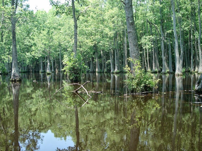Decorative chapter image of a flooeded forest.