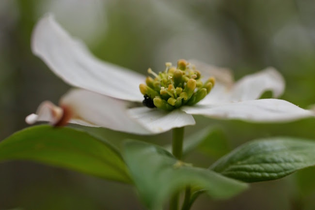 Decorative chapter image showing a closeup of a dogwood blossum and small dogwood beetle.
