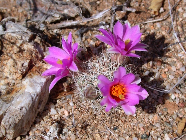 Decorative chapter image of a small mamallaria cactus in bloom in Baja California.