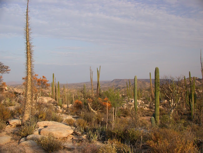 Decorative chapter image of the desert landscape in Baja California with cacti and boojum trees.