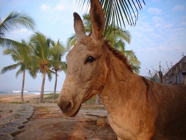 Decorative chapter image showing a donkey on the beach near Ixtapa, Mexico.
