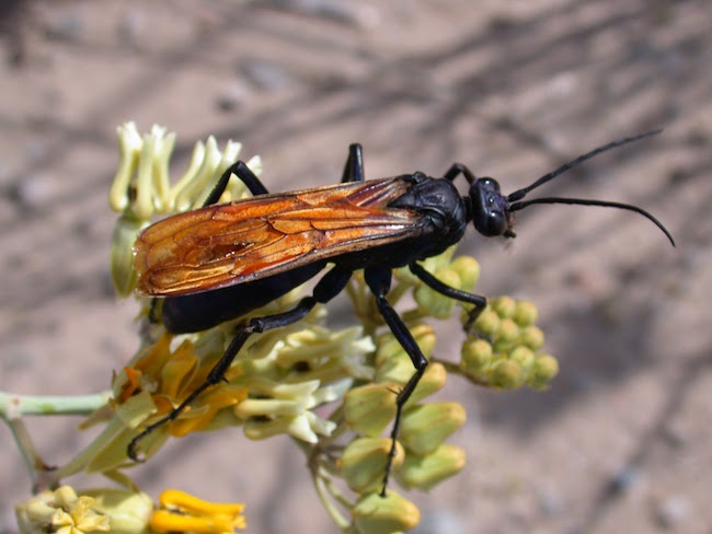 Decorative chapter image showing pepsis wasp, also known as the tarantuala hawk.
