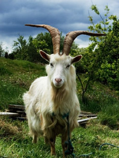 Goat